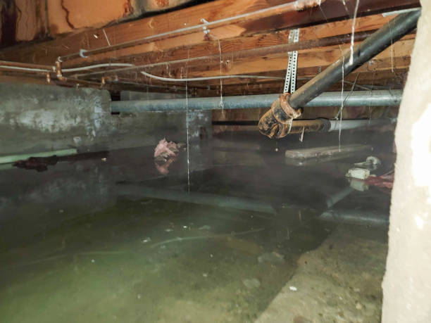 Best Ceiling water damage repair  in Raytown, MO